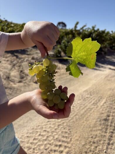 Handpicked wine grapes from Lenuzza’s vineyards in Swartland and Hemel-en-Aarde.