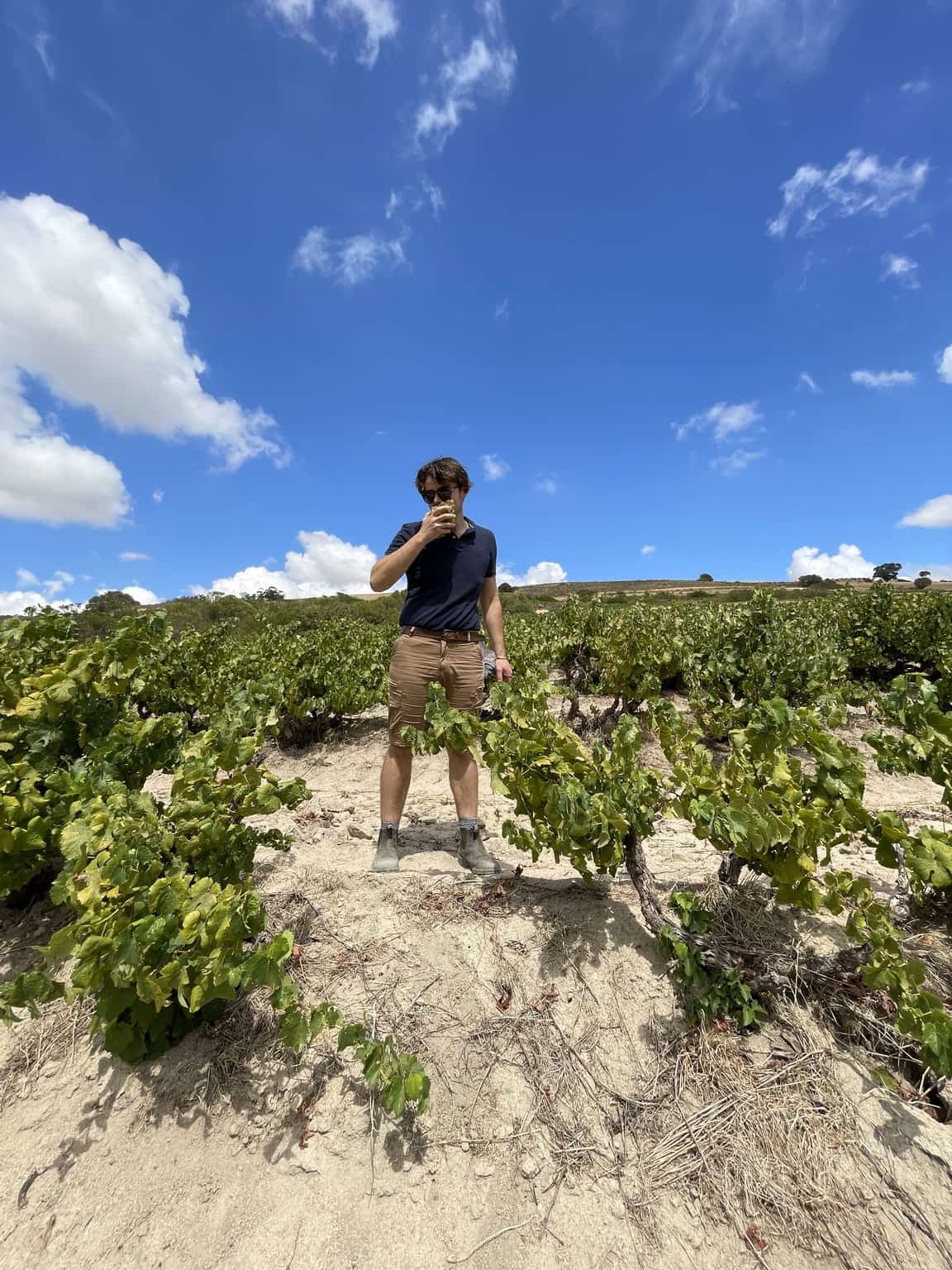 Daniele Lenuzza inspecting the vines at Lenuzza’s vineyard in South Africa.